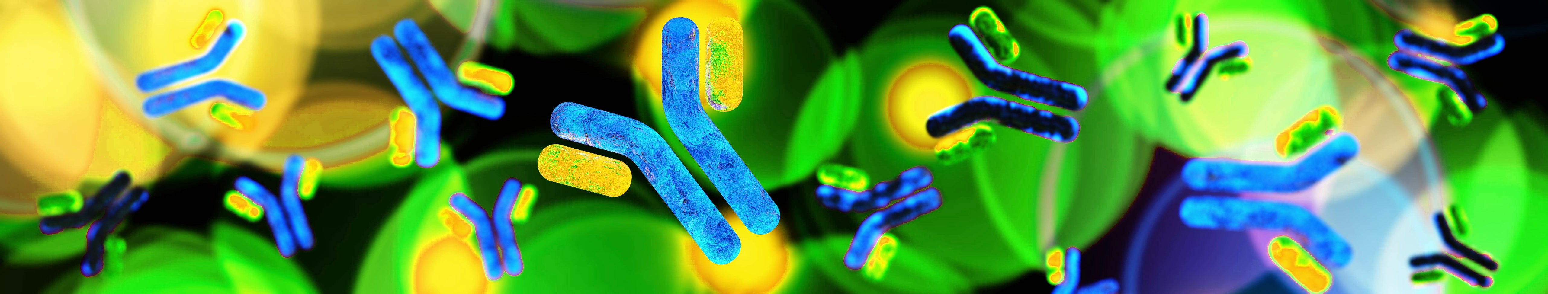 NOW AVAILABLE! FluorophoreConjugated Primary Antibodies!