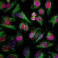 Immunostaining of HeLa cells showing specific labeling of Ki-67 (Cat. Ki67-0100, 1:2000, red) present in cytoplasmic microtubules. Additional immunostaining done with β-tubulin in green and nuclear staining with DAPI (blue). During
