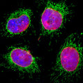 Immunostaining of HeLa cells showing strong nuclear lamina staining with anti-Lamin A/C (Cat. 1027-LAM, red, 1:2000) and anti-HSP60(green). The blue is Hoechst staining to reveal nuclear DNA.