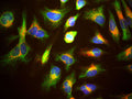 Immunostaining of HeLa cells showing specific, strong cytoplasmic labeling of LAMP1 (Cat. 1030-LAMP1, red, 1:2000) corresponding to lysosomes and late endosomes. Additional staining with Anti-Vimentin (Cat. 2105-VIM, green, 1:500) specifically labeling the intermediate filament network. The blue stain is DAPI to reveal nuclear DNA.