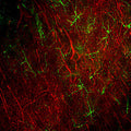 Immunofluorescence of a section of rat frontal cortex showing labeling of Neurofilament-L (Cat. 1452-NFL, 1:500, red) and labeling of GFAP (Cat. 621-GFAP, 1:5000, green). The anti-NFL antibody labels cell bodies and processes of pyramidal neurons, as well as dendrites and axons of other neuronal cells. While the anti-GFAP antibody labels the network of glial cells.