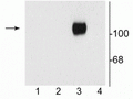 Western blot of 10 µg of HEK 293 cells showing specific immunolabeling of the ~120 kDa NR1 subunit of the NMDA receptor containing the C1 splice variant insert (in lane 3). 1) HEK cells without NR1 expression; 2) NR1 subunit containing only the C2 Insert; 3) NR1 subunit containing the C1 and C2' Insert; 4) NR1 subunit containing the N1 and C2' insert.