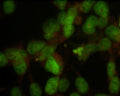 Immunostaining of HeLa cells showing specific labeling of nuclei using the anti-nuclei antibody (Cat. 1590-NUC, 1:100, green).