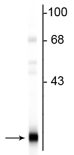 Western blot of rat brain lysate showing the specific immunolabeling of the ~22 kDa PEBP protein.