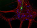 Immunostaining of cultured newborn rat neurons and glia showing peripherin (Cat. 1630-PER, green, 1:200) and neurofilament L (red). The nuclear DNA is stained blue.