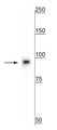 Western blot of rat whole brain lysate showing specific immunolabeling of the ~92 kDa beta Catenin protein.