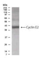 Western Blot of CT10 cells showing specific immunolabeling of Cyclin E2.
