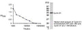 Western Blot of transfected 293T cells showing specific immunolabeling of Cyclin E1.