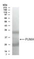 Western Blot of transfected U20S cell lysate showing specific immunolabeling of PUMA. This antibody detects alpha as well as beta forms of PUMA.