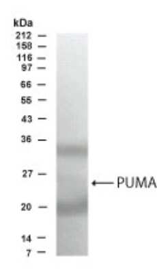 Western Blot of transfected U20S cell lysate showing specific immunolabeling of PUMA. This antibody detects alpha as well as beta forms of PUMA.