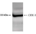 Western Blot of 30ug HepG2 cell lysate showing specific immunolabeling of CIDE3.