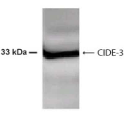 Western Blot of 30ug HepG2 cell lysate showing specific immunolabeling of CIDE3.