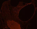 Immunohistochemistry of mouse inner ear frozen sections showing specific staining of GLUT10 at 1:200 dilution. Sections were incubated with secondary (anti-rabbit Cy3, 1:400) RT 1 hr. Slides mounted with fluoromont G and examined under a confocal microscope. Strong immunoreactivity (red) is observed in the inner and outer hair cells and basilar membrane. Spiral ganglion neurons display moderate staining.