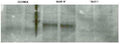 Western Blot of NCI-H1299 non-small cell lung tumor cells transfected with the eukaryotic expression vectors pcDNA3.1/V5 (lanes 1,2), pCMV-GLUT10 (lanes 3,4), and pCMV-GLUT1 (lanes 5,6) showing specific immunolabeling of GLUT10.