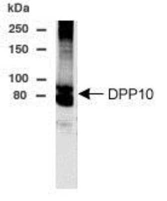 Western Blot of Flag-DPP10 in transfected CHO cells showing specific immunolabeling of DPP10. The expected MW is 75 kDa; however, oligermization and differential glycosylation produces other bands as observed with other DPP family members.