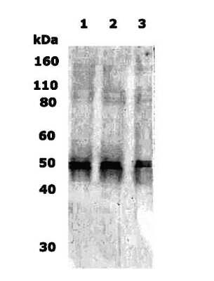 Western Blot of 10ug of human brain lysate (lane 1), rat brain lysate (lane 2) and mouse brain lysate (lane 3) showing specific immunolabeling of Delta Opioid Receptor.