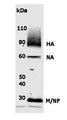 Western Blot of 3 ug of intact A/California/14/2009 H1N1 virions showing specific immunolabeling of Influenza A H1N1. This antibody detects: Hemagglutinin (HA) ~75 kDa, Neuraminidase monomer (NA) ~55 kDa, Matrix (M) ~26 kDa and Non-structural Protein monomer (NP) ~26-27 kDa (M and NP often co-migrate as 1 band).