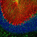 Immunofluorescence of a section of rat cerebellum labeled with anti-calbindin (Cat. 302-CALB, 1:2,000, red), colabeled with anti-GFAP (Cat. 620-GFAP , 1:5000,green), and DAPI staining of nuclear DNA. The anti-calbindin prominently labels the dendrites and perikarya of Purkinje cells in