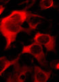 Immunofluorescence of HEK293 cells transfected with S. aureas Cas9 and labeled with Anti-CRISPR Cas9 (Cat. 304-Cas9, 1:500, red).