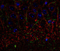 Immunolabelling of the CA3 subfield of mouse hippocampus labeling CNP (Cat. 325-CNP, green, 1:500) and β-III tubulin (Cat. 2020-TUB, 1:1000, red). The blue is DAPI staining DNA. Original magnification is 40X. Photo courtesy Rob Wine.
