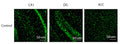 Immunolabeling on astroglial in the CA1 and DG mouse hippocampus, and anterior cingulate cortex (ACC) specifically labeling Connexin43 (Cat. 327-CON, green, 1:200). Image from publication. CC-BY-4.0 PMID: 37239279