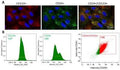 Immunostaining of normal ovarian and tumor tissue sections showing specific labeling of CD133. Staining of CD133 in OSE layer (A, B) as well as cortex (C) reveals specific CD133+ cells with relatively higher cell numbers in BL and HG. Area within dotted lines in BN OSE (A) are magnified in (B) while elliptical/spindle shaped CD133+ cells in cortex from various fields were represented in the composite image in (C) of BN and HG. Large CD133+ cells in cortex were also observed. Image from the following publ
