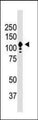 Western Blot of Y79 cells showing specific immunolabeling of human CD133. Band is at ~120 kDa due to protein glycosylation.