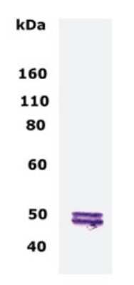 Western Blot of 10 ug of normal human brain lysate showing specific immunolabeling of CNPase.