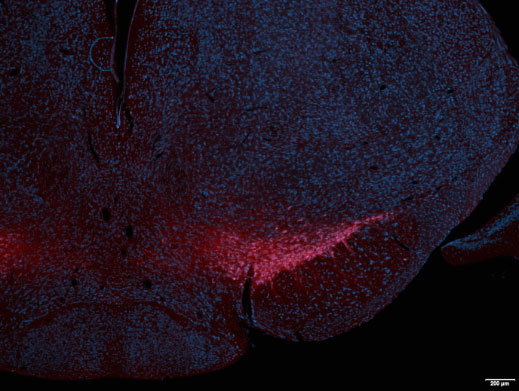 Immunostaining of a frozen section of paraformaldehyde-fixed mouse brain showing specific immunolabeling of DDC (1:500) in red and fluorescent Nissl (blue). Photo courtesy of Tom Finger, University of Colorado School of Medicine.