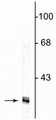 Western blot of HeLa cell lysate showing specific immunolabeling of the ~34 kDa fibrillarin protein.