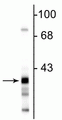 Western blot of rat hippocampal lysate showing the specific immunolabeling of ~38 kDa GAPDH protein.