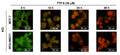 MCF-7 and MDA-MB231 cells (2 10 4 cells/well) seeded on 8 well chambers and treated TTP-8 (30 μM) for 0, 12, 24, and 36 hours. Acrinidine Orange (AO,  Cat no 6130) staining assay was performed with confocal microcopy, and acid vesicular organelle (AVO) was dyed red. Image from publication, CC-BY-4.0, PMID: 39257214.