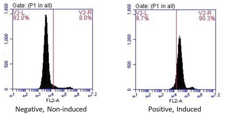 Figure 1. Jurkat cells were treated with staurosporine (Positive, Induced, right histogram). Negative control cells were spiked with a DMSO vehicle control (Negative, Non-induced, left histogram). Cells were stained with SR-VAD-OPH for 1 hour, washed twice, and read on a flow cytometer. Only 8.0% of control cells displayed caspase activity, whereas staurosporine induced caspase activity in 90.3% of the experimental cells. This is a ratio of 11:1. Data courtesy of Ms. Tracy Hanson, ICT 092713.