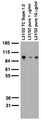 Adult rat brain membrane immunoblot.