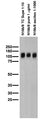Adult rat membrane immunoblot.