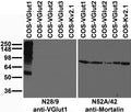Immunoblot against extracts of COS cells transfected with untagged VGlut or Kv2.1 plasmid and probed with N28/9 (left) or N52A/42 (right) TC supe.