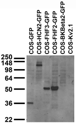 Transfected cell immunoblot extracts of COS cells transfected with GFP; GFP-tagged HCN2, FGF11/FHF3 FGF13/FHF2 and BKBeta2; or untagged Kv2.1 plasmid and probed with N86/38 TC supe.