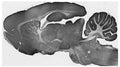 Adult rat brain immunohistochemistry.