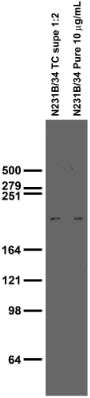 Adult rat brain membrane immunoblot.