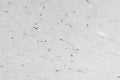 Adult rat cortex immunohistochemistry.
