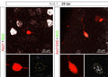 Fluorescence images showing the specific lableling of Kv 3.1 (Cat. 75-041) identifying Ascl1SA6/Bcl2 mouse cortical glia converting into induced neurons. Image provided by publication. PMID: 39454007