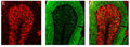 Coronal sections of rat cerebellum, stained with human patient autoantibodies (E, red) and anti-vGlut1 (F, green labeling,  Cat no 75-066, 1:300). Colocalization was not observed when mixing the anti-VGlut1 with the autoantibodies (merge G, red labeling + green labeling), In addition, autoantibody labeling was identified with Cy3 red labeling, while the antibodies were identified with Alexa488 green labeling. CC-BY-4.0 PMID: 37383228