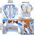 Immunostaining of olfactory bulb and olfactory epithelium of normosmic mice. The 4-um section PPFE tissue was deparffinizeed with EZPrep buffer. For IHC, immunostaining was performed using Anti-NaV1.7 (Cat. 75-103, DAB-brown, 0.5 ug/ml) and counterstained with hematoxylin (blue). Image from publication, CC-BY-4.0. PMID: 38960711.