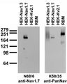Adult rat brain membrane (RBM) and transfected cell immunoblot: extracts of RBM and HEK-293 cells stably expressing Nav1.3, and Nav1.7 and transiently expressing Kv2.1 probed with N68/6 (left) or K58/35 (right) TC supe.