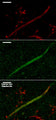 Immunolabeling of postnatal 14 mouse CA1 (Axonal Initial Segment, Interneuron) specifically labeling extracellular Kv1.1 (Cat. 75-105, 1:200, green) and Ankyrin G (red). DNA labeled with DAPI. Mice transcardially perfused with cold 4% PFA in PBS, brain removed and postfixed overnight. 50 uM slices as floating sections, antigen retrieval performed with sodium citrate at 80 C for 30 min before immunolabeling. Images from: J. Ramirez-Franco and O. El Far, Aix-Marseille Université and INSERM.