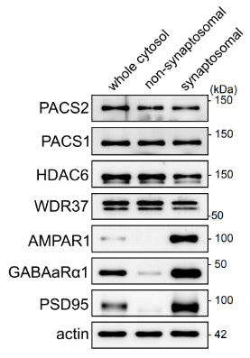 Western blot of synaptosomal fractions isolated from WT C57BL/6 forebrains showing labeling of PACS2, PACS1, HDAC6, WDR37, AMPAR1, GABAaRα1 (cat. 75-136, 1:1000), PSD95, and actin. Image from publication CC-BY-4.0. PMID:37848409