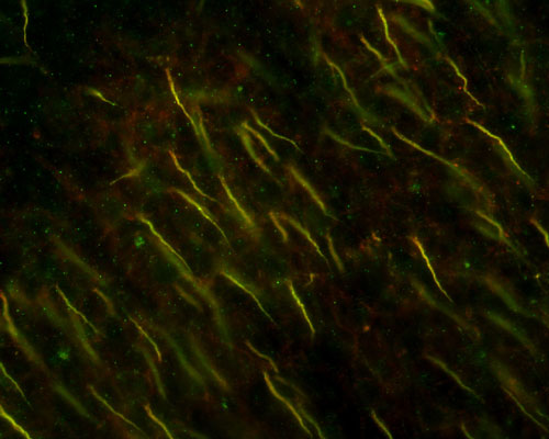 Anti-Ankyrin-G (Staining) Antibody (N106/36) | 75-146 Anti-Ankyrin-G (Staining) Antibody (N106/36) | 75-146