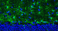 Representative section of formalin fixed, paraffin-embedded rat brain hippocampus region showing staining of GFAP. The sections were stained with Antibodies Incorporated anti-GFAP antibody (visualized in green)  (Cat. 75-240) at 1:500 dilution. The stained sections were mounted with Antibodies Incorporated FluoroshieldTM with DAPI and DABCO mounting medium (Cat. AR-6505). DAPI nuclear stain (blue) shows cell nuclei. Anti-GFAP specifically stains the astrocytes in the rat brain.