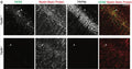 Immunohistochemistry of the cell body layer of CA1 of Trip8b+/+ and Trip8b–/– mice showing specific lableling of HCN2, Myelin Basic Protein, and TRIP8b (Cat. 75-244, 1:1000). Image from publication CC-BY-4.0. PMID:38469353