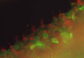 Immunofluorescence staining of adult rat brain sections with N295B/66 (red, cilia) and N147/6 (green) TC supe.